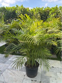 Areca palms - Deliveries in Miami