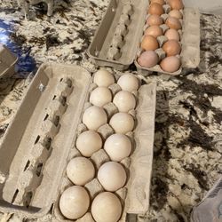 Eggs Chicken And Duck