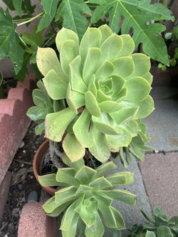 Plant