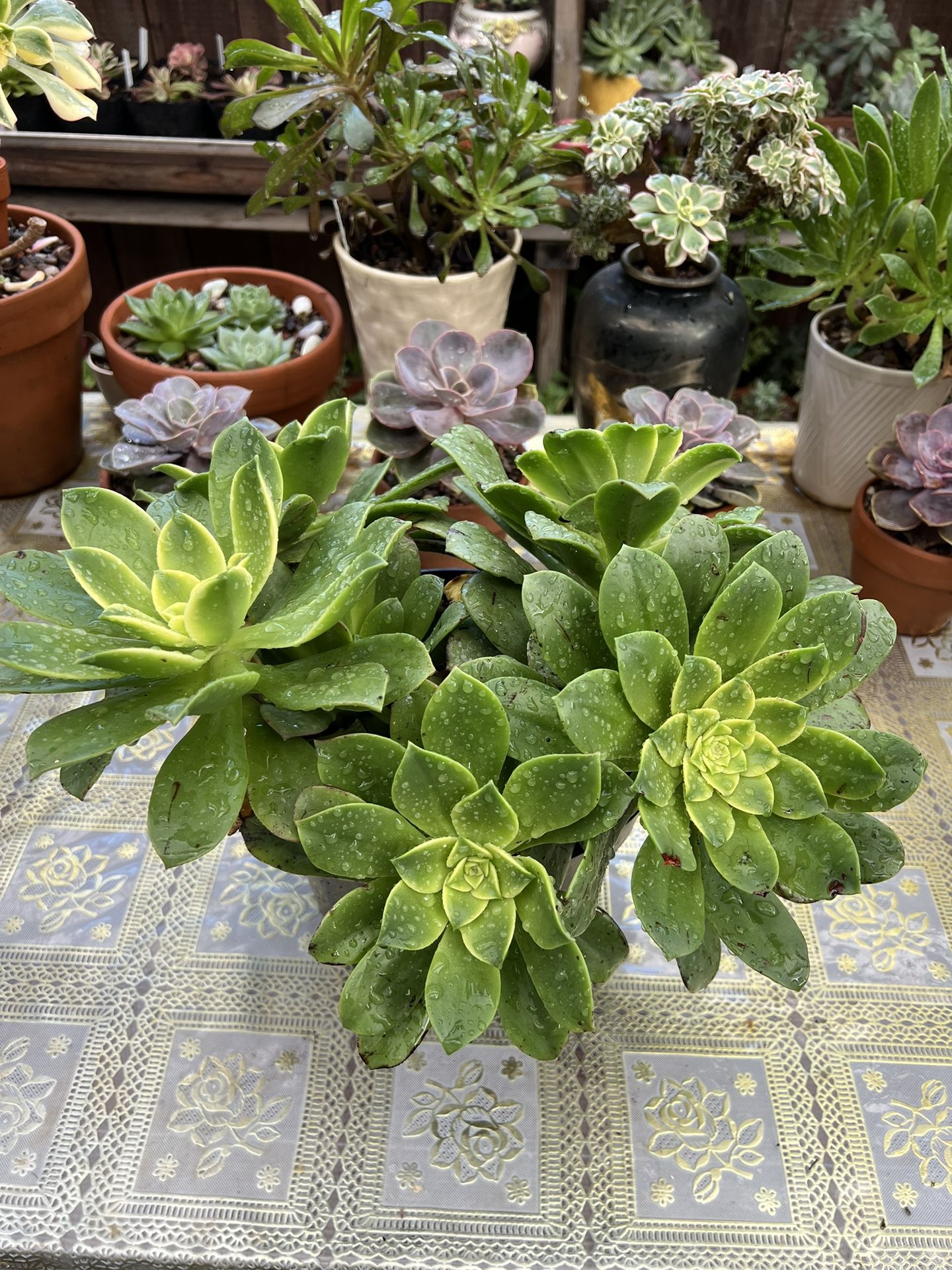 Aeonium Sun Dancer