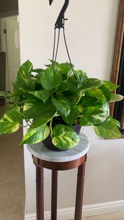 Pothos