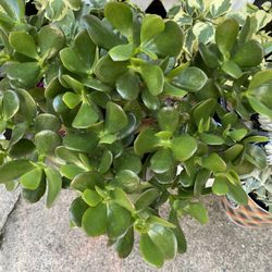 Jade Succulent Plant 