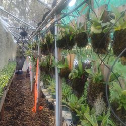 Spanish Moss Staghorn Ferns And Many Other Plants