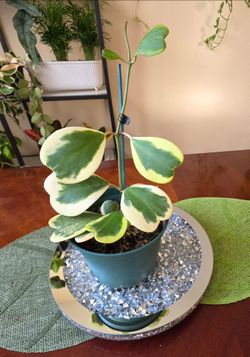 🌿💚🤍 Variegated Hoya Kerrii Sweetheart Vine🤍💚🌿