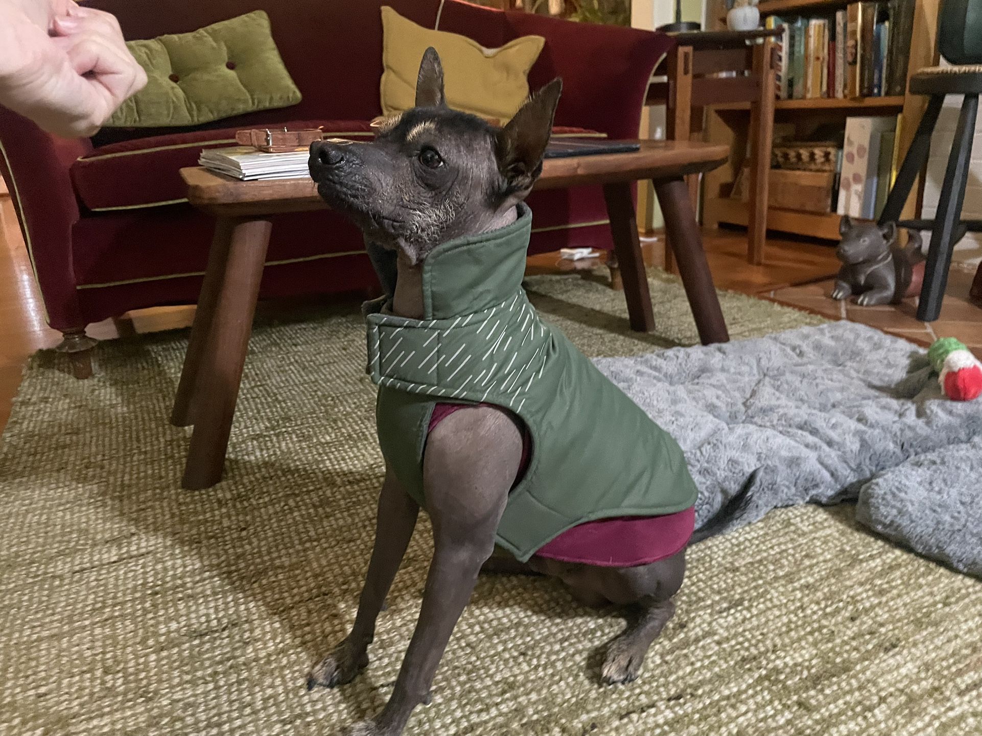 RC pets Olive Green Raincoat With Fleece Lining Size 12