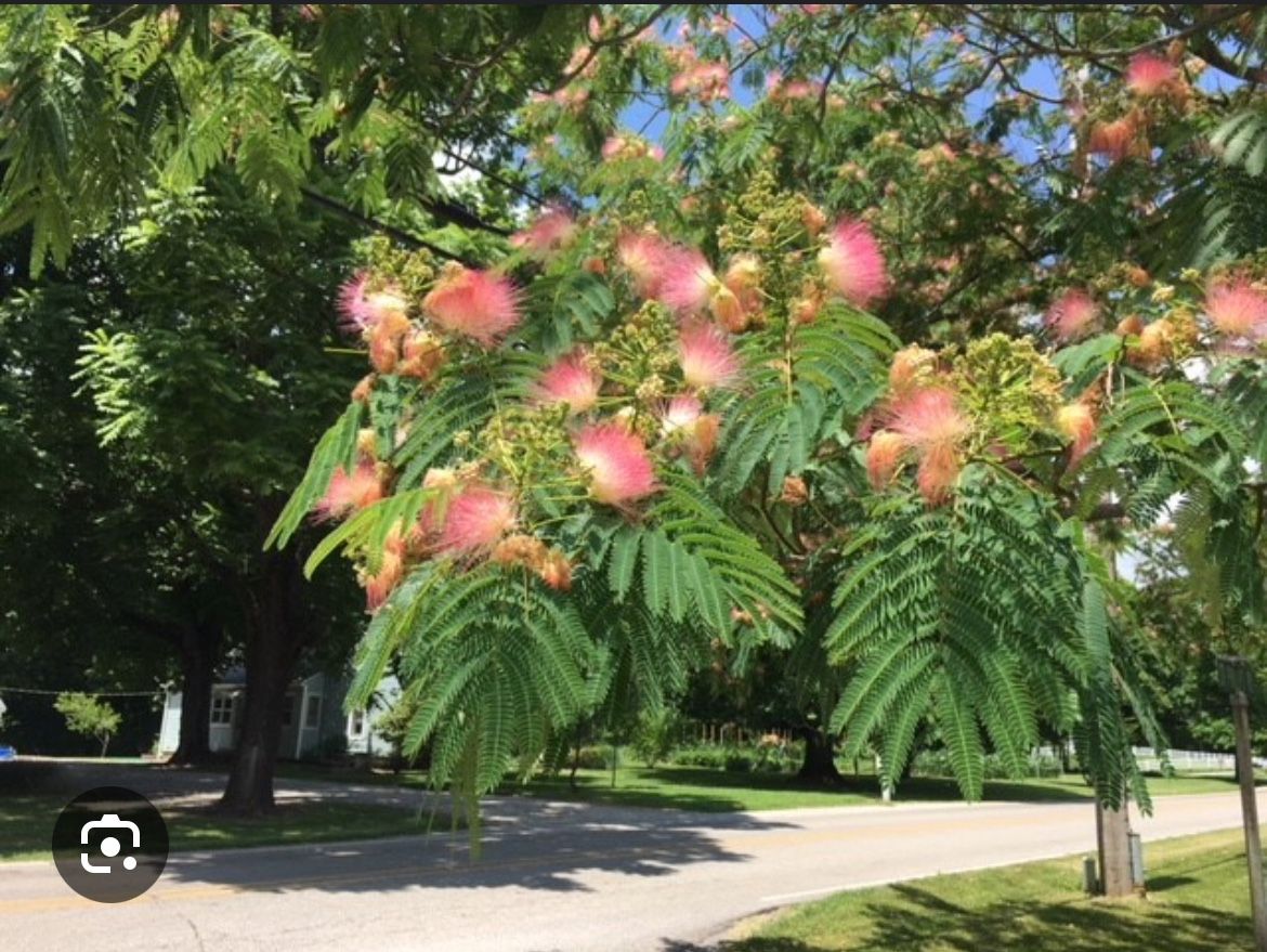 Pink Mimosa/Powderpuff Edible