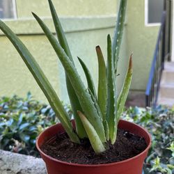 Young Aloe Vera Plant