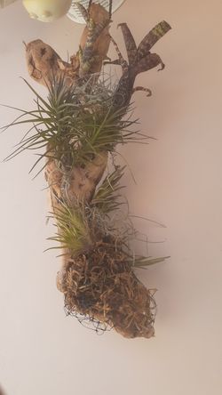 One of a kind bromeliad air plants driftwood hanging Thilandsia real plant decor more look