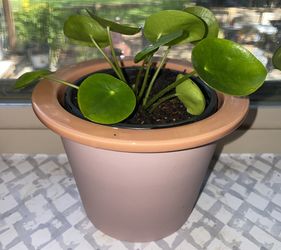 CHINESE MONEY PLANT