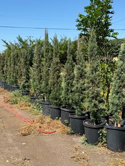 Italian Cypress