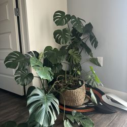 Monstera Plant