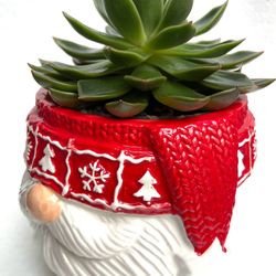 🎄🎁 Succulent Echeveria Lipstick  House Plant In Cute Textured Ceramic Pot 4'5" H.