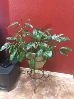 Real planta y vase