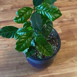 Coffee Tree  With Ceramic Pot 
