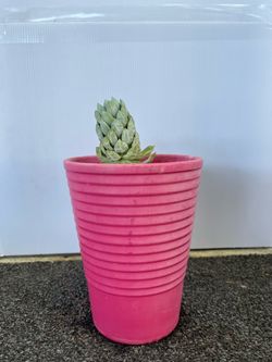 Succulent Plant in Pink Ribbed in 6” ceramic Pot
