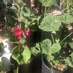 Hollyhock Flower Plants