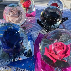 Valentines Gift  Fresh Rose