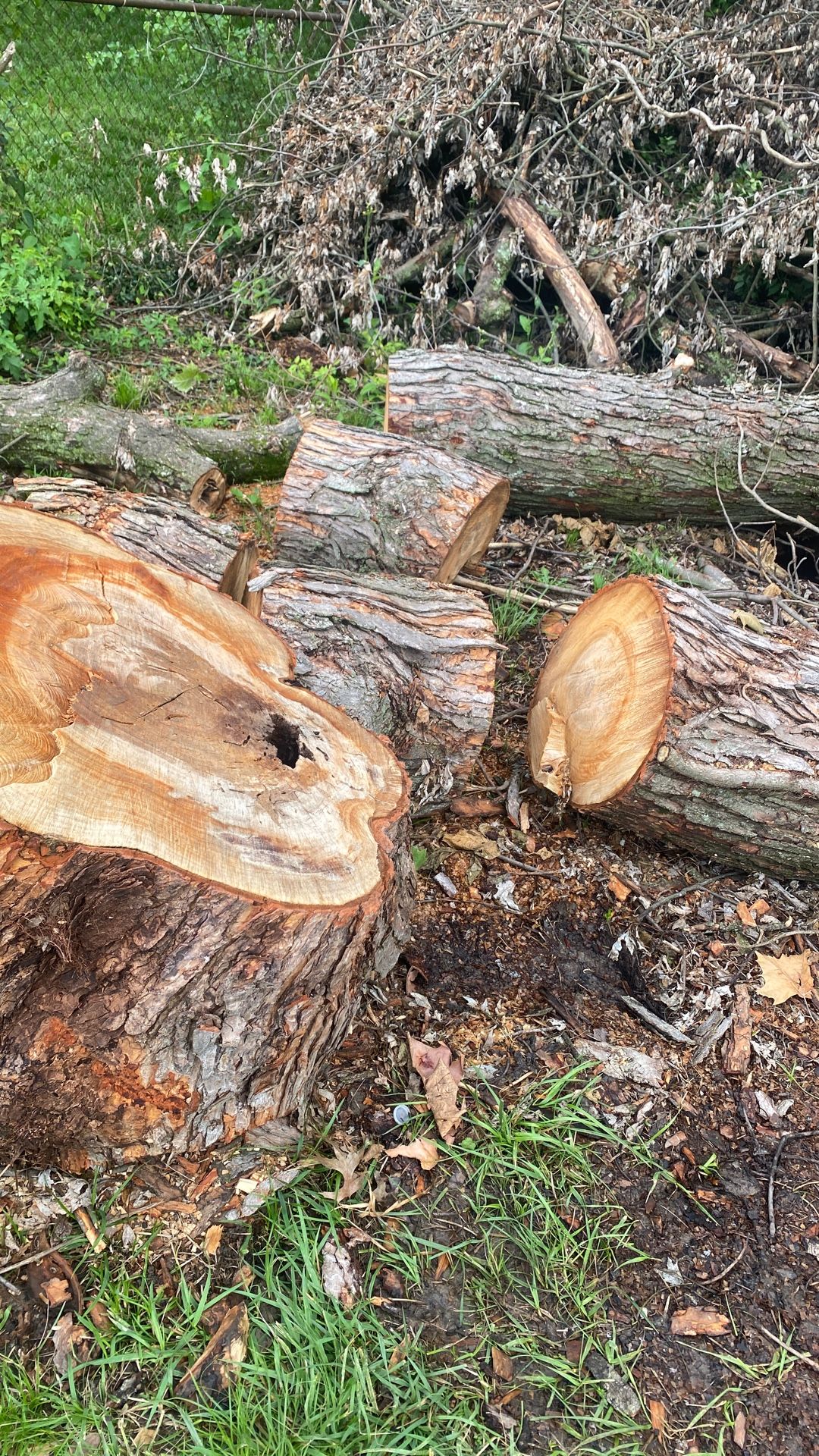 Free Wood