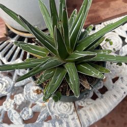Agave Victoria Rejina