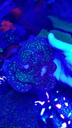 Hollywood Stunner Frags