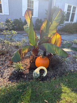 FREE Banana Plants - MUST BE DUG OUT