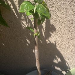 Cherimoya fruit tree