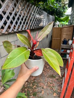 Philodendron Prince of Orange