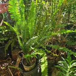 Several Available. Price 5 To 10 