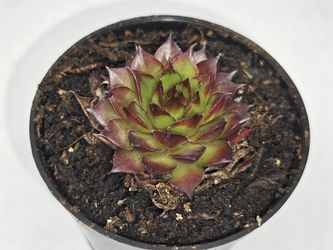 Sempervivum Succulent Plant