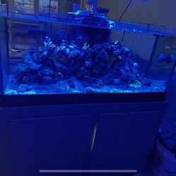 80 Gallon Fish Tank, Custom Stand, Aqua Illumination, Nice Sump