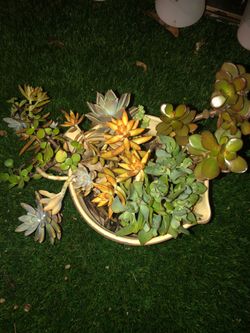 Succulents