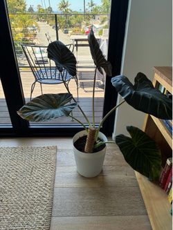 Alocasia Regal Shields plant / elephant ear plant