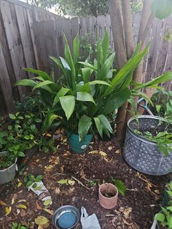 Plant