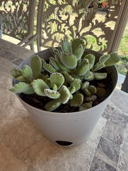 Succulent Bear Paws