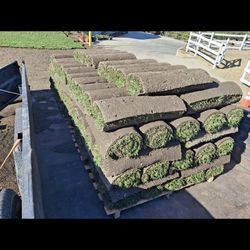 Tall fescue sod, similar to marathon 2