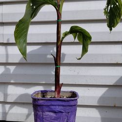 Giant Canna Lily Plant 