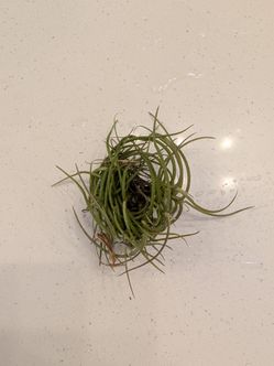 Air plants
