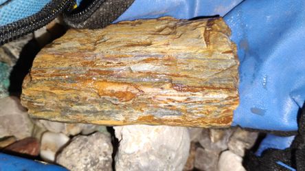 Petrified Wood Rock