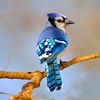 Jay