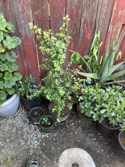 Plant With 2 Gallons Pot $10.00