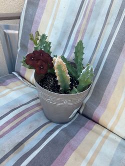 Planta floriando