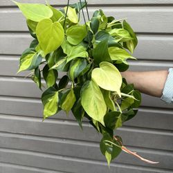 6” Brazil Philodendron