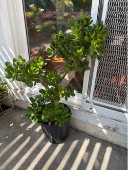 Lucky Jade plant