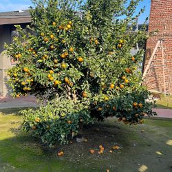 Organic Tangerine/mandarinas 