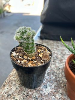 Plants
