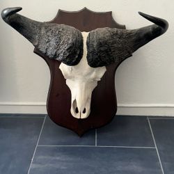 Mounted Cape Buffalo Skull