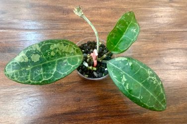 Hoya Elliptica Splash