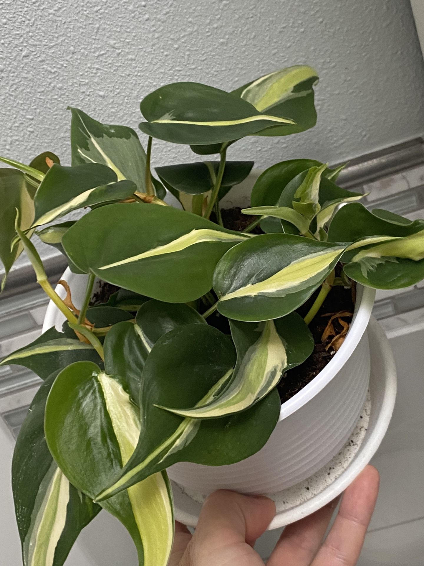 Philodendron Silver Stripe Rare