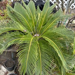 Large Sago Palm Giant Bird Of Paradise Geraniums Crown Of Thorns Aloe Vera Agave flowers and plants per light 5 gallons and 15 gallon pots
