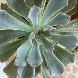 Succulent Plant